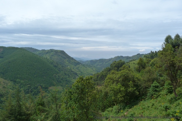 Par endroit, ce sont les forêts qui colonisent les montagnes