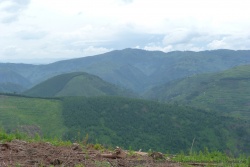 La forêt n'est plus naturelle, elle est née de la main de l'homme