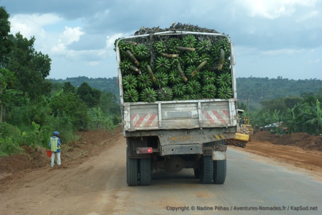 Ce coup-ci, les matokes voyageront en camion