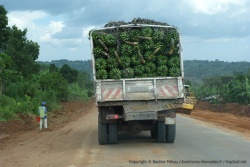 Ce coup-ci, les matokes voyageront en camion