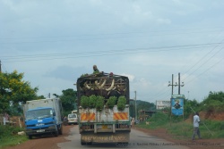 Transport mixte : matokes + vaches Ankole
