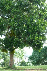 Un jacquier et ses fruits imposants
