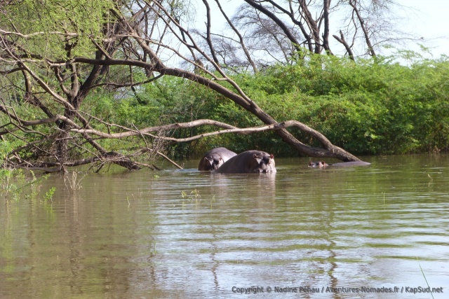 Les hippopotames peuplent le lac Baringo