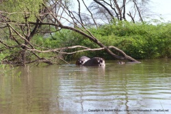 Les hippopotames peuplent le lac Baringo