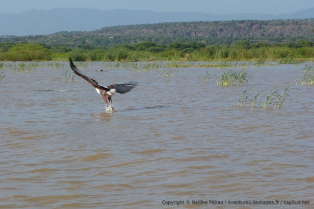 Nous avons droit à une démonstration avec l'aigle pêcheur toujours aussi adroit