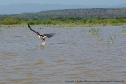 Nous avons droit à une démonstration avec l'aigle pêcheur toujours aussi adroit