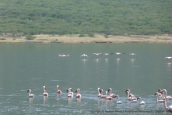Les célèbres flamands roses du lac Bogoria