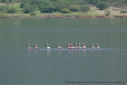 Le petit groupe d'échassiers s'est finalement posé juste un peu plus loin