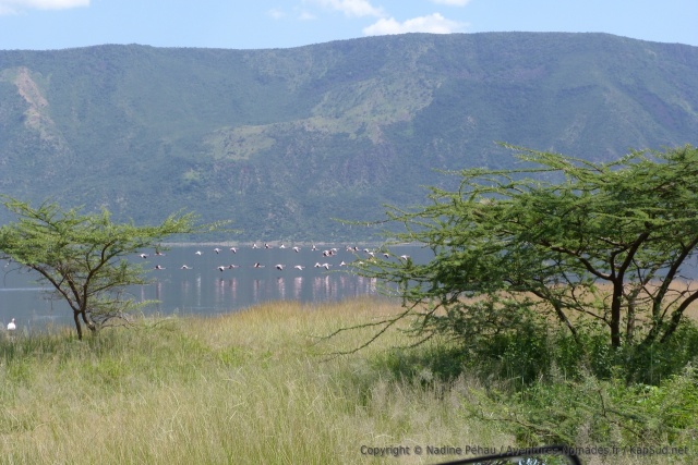 Une vue carte postale du lac Bogoria