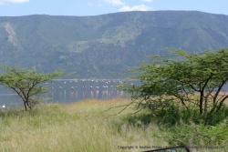 Une vue carte postale du lac Bogoria