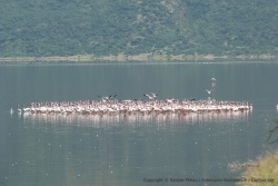 Les flamands roses ont tendance à se regrouper, ce qui n'est pas pour nous déplaire