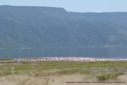 Ainsi rassemblés, les flamands forment une tâche de couleur au rose éclatant parmi le paysage plutôt minéral