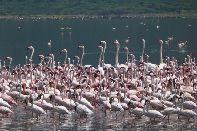 Les flamands roses communs et leurs cousins nains cohabitent sans problème