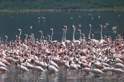 Les flamands roses communs et leurs cousins nains cohabitent sans problème