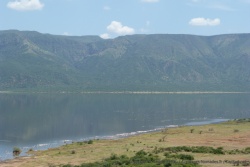 De l'autre côté du lac Bogoria, les colonies de flamands roses sont aussi nombreuses
