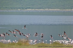Dès que quelquechose de suspect les alerte, les flamands s'envolent pour notre plus grand bonheur