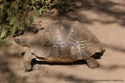 On ne dirait pas, mais la tortue fuit à toutes jambes
