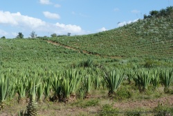Les champs de sisal font leur apparition