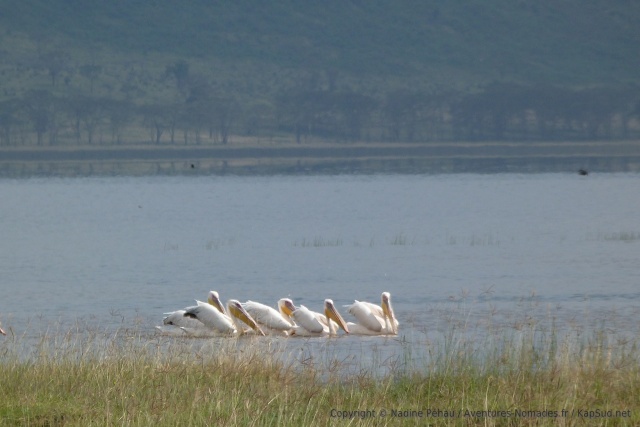 Les pélicans du lac Nakuru