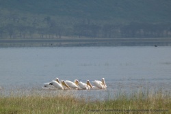 Les pélicans du lac Nakuru