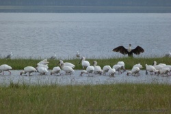 Les spatules du lac Nakuru