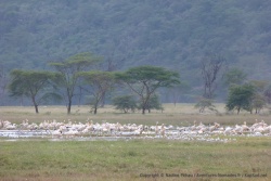 Le lac Nakuru est très riche en oiseaux de toute sorte