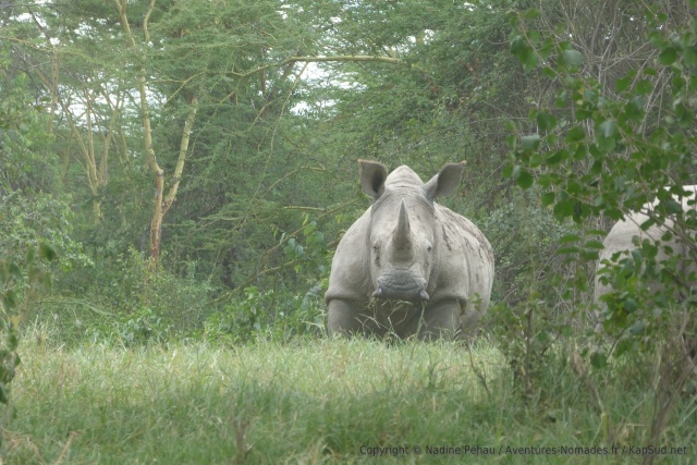 Soudain, un beau rhinocéros blanc nous fait face