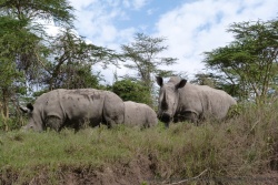 Nos 3 rhinocéros nous surplombent et nous surveillent du coin de l'oeil