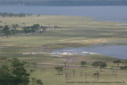 Les berges du lac sont de belles prairies bordées par d'élégantes forêts d'acacias