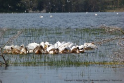 Séance de pêche collective parmi les pélicans