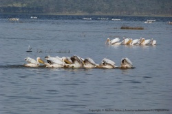 Les pélicans, rassemblés en petit groupe pêchent ça et là