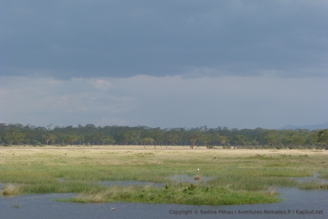 Une vaste forêt d'acacias  borde le lac Nakuru de part et d'autre