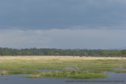 Une vaste forêt d'acacias  borde le lac Nakuru de part et d'autre