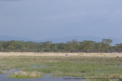Dans les hautes herbes se cache pas mal de monde, avec entre autres, les buffles