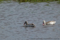 De jolis canards sont aussi présents
