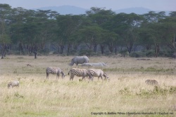 Parfois, le lac Nakuru ressemble à un véritable éden