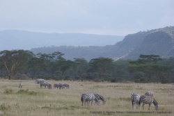 Il n'est pas rare de rencontrer des rhinocéros parmi d'autres herbivores comme ici des zèbres