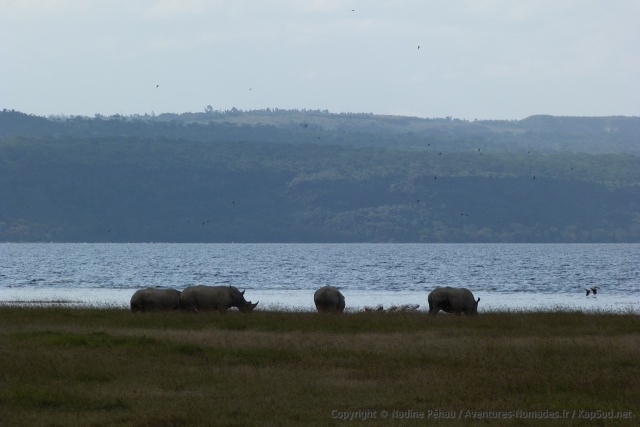 Décidément, les rhinocéros sont fréquents à Nakuru ou alors on a beaucoup de chance !