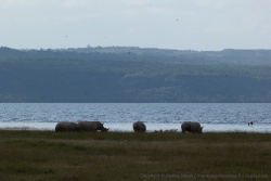 Décidément, les rhinocéros sont fréquents à Nakuru ou alors on a beaucoup de chance !