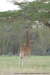 Les girafes préfèrent bien sûr rester dans leur forêt d'acacias