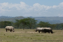 9ème partie - Kenya : les derniers lacs de la vallée du Rift