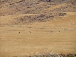 afs_2008_1103(113)