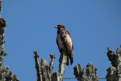Un beau rapace scrute les environs