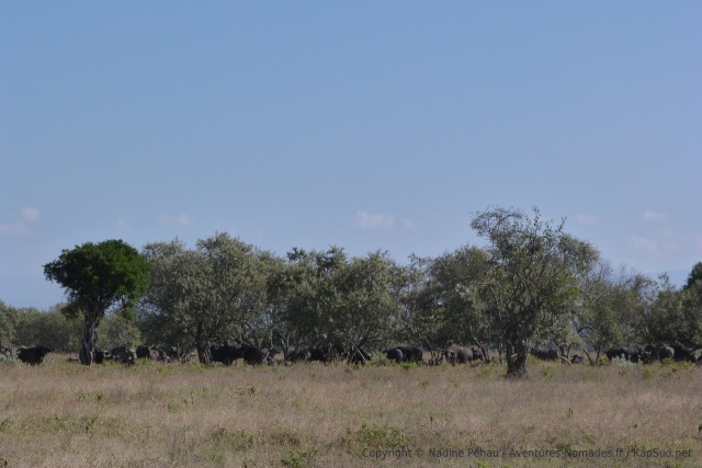 Un beau troupeau de buffles se cachent sous les arbres