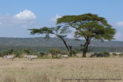Les zèbres sont aussi très présents au lac Nakuru
