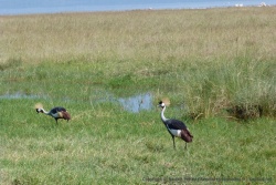 Un couple de grues courronnées