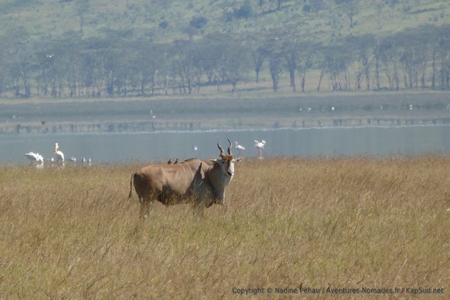 Un beau représentant de l'espèce Eland du Cap