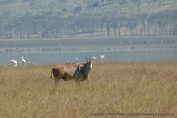 Un beau représentant de l'espèce Eland du Cap