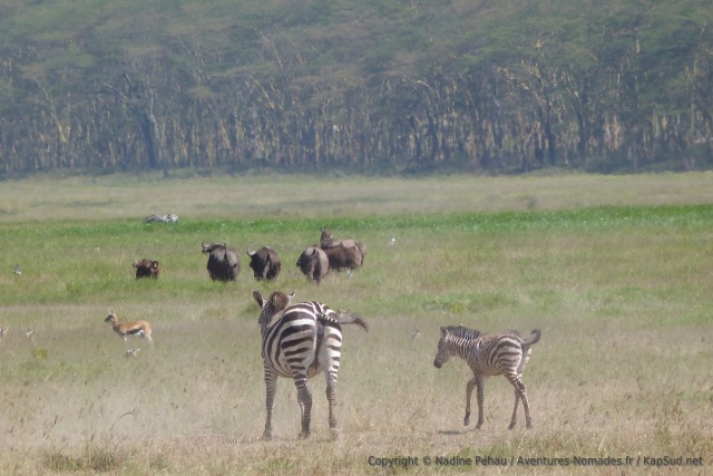 Buffles, zèbres, gazelles, c'est le paradis pour les herbivores