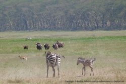 Buffles, zèbres, gazelles, c'est le paradis pour les herbivores